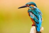 Bird Photo