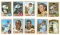 Baseball Cards | Sports Collectors Cards