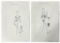 Christian Dior | Original Dior Stamp On Fashion Sketches | Prints
