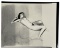 Adult Photo
