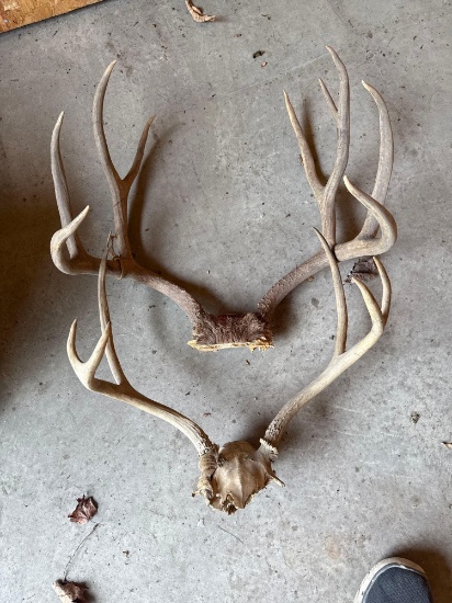Pair of Deer Antlers
