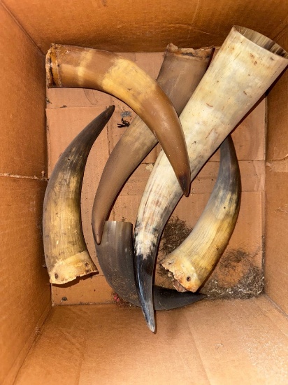 Box of Bull Horns