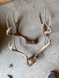 Pair of Deer Antlers