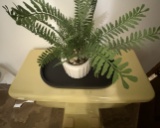 Ferns
