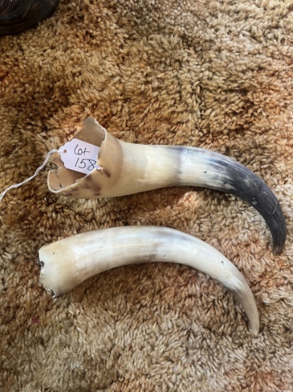 2 Bull Horns