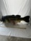 Fish Mail Box