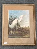 Snowy Heron Print by John James Audubon