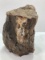 Petrified Wood Sculpture