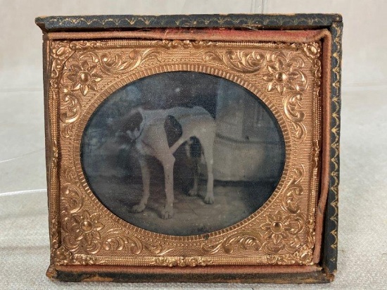 Tintype of Hound Dog