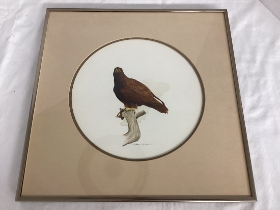 James C. Mitchell Watercolor of Harris's Hawk