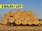 5x6 CORNSTALK ROUND BALES