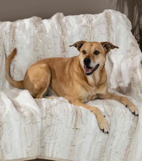 Brentwood Originals Oversized Waterproof Pet Blanket and Furniture Protector