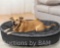 Kirkland Signature 46 x 32 inches Oval Cuddler Pet Bed