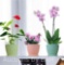 3 Plant Pots, 6 inch Plastic Planters with Saucers Modern Decorative Gardening Containers