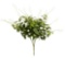Vickerman 21 Artificial Green Clematis Spray. Includes 3 sprays per pack.