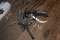 (2) Gear Pullers