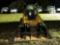 CAT 279D Skidsteer
