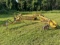 Vermeer R23A Hydraulic hay rake