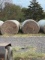 100 ROUND BALES