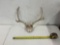 Deer Antlers