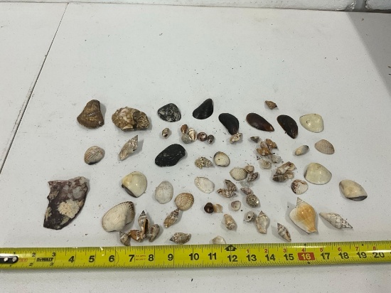 Sea Shells