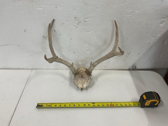 Deer Antlers