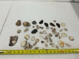 Sea Shells