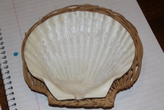Real Shell Dish