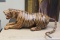 Leather Wrap Tiger