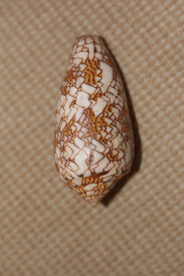 Conch Shell