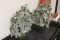 Pair of Jade Tree