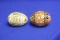 Lot of 2 Decorative Real Eggs