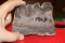 A Slap of Geo or Petrified Wood