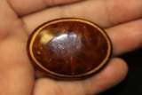 A Tortoise Shell? Brooch