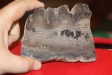 A Slap of Geo or Petrified Wood