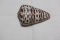 Decorative Conch Shell