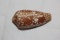 Decorative Conch Shell