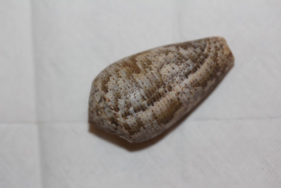 Decorative Conch Shell