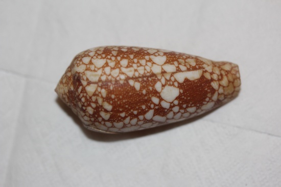 Decorative Conch Shell