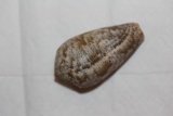 Decorative Conch Shell