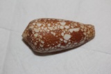 Decorative Conch Shell