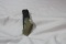 A Megalodon Partial Tooth Fossil