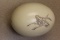 Ostrich Egg