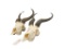 TWO ARICAN ANTELOPE SPRINGBOK SKULLS WITH HORNS