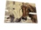WESTERN DECOR PRINT ON CANVAS OF TWO HORSES HIGH GLOSS FINISH