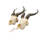 TWO ARICAN ANTELOPE SPRINGBOK SKULLS WITH HORNS