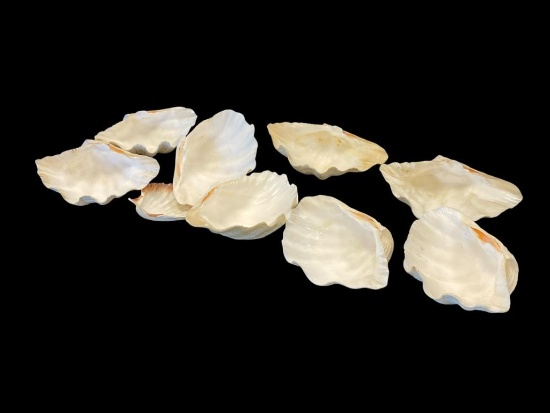 NINE LARGE TRIDACNA CLAM SHELLS PERFECT FOR HOME DECOR