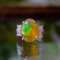 14k Gold 7.40 Ctw Natural Opal & Diamond Ring