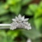 14k Gold 1.71 Ct Natural H Diamond Ring
