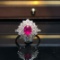 14k Gold 1.05 Ct Natural Ruby & Diamond Ring/pendant